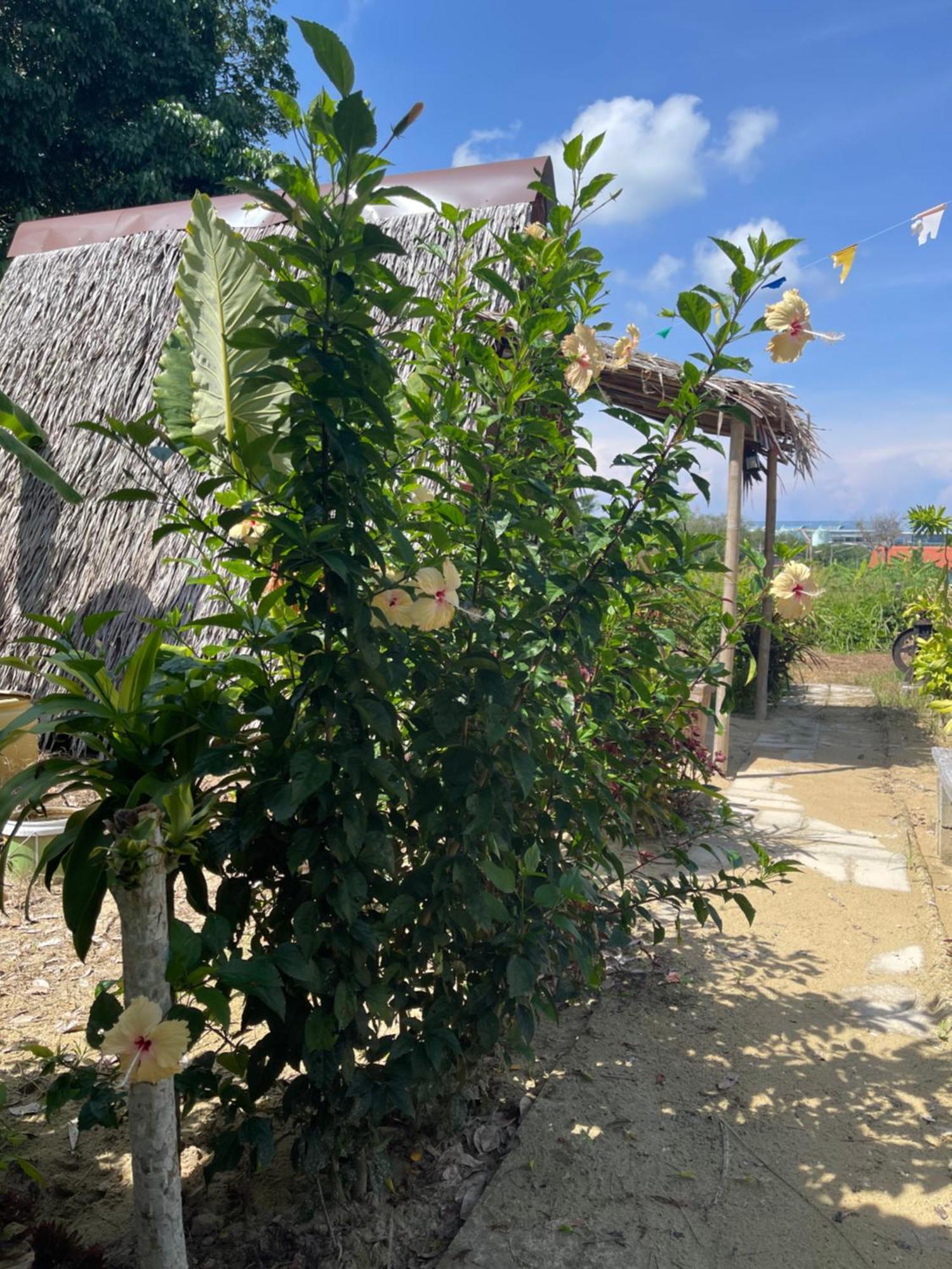 Phuketairportcamping Hotel Ban Bo Sai Klang ภายนอก รูปภาพ